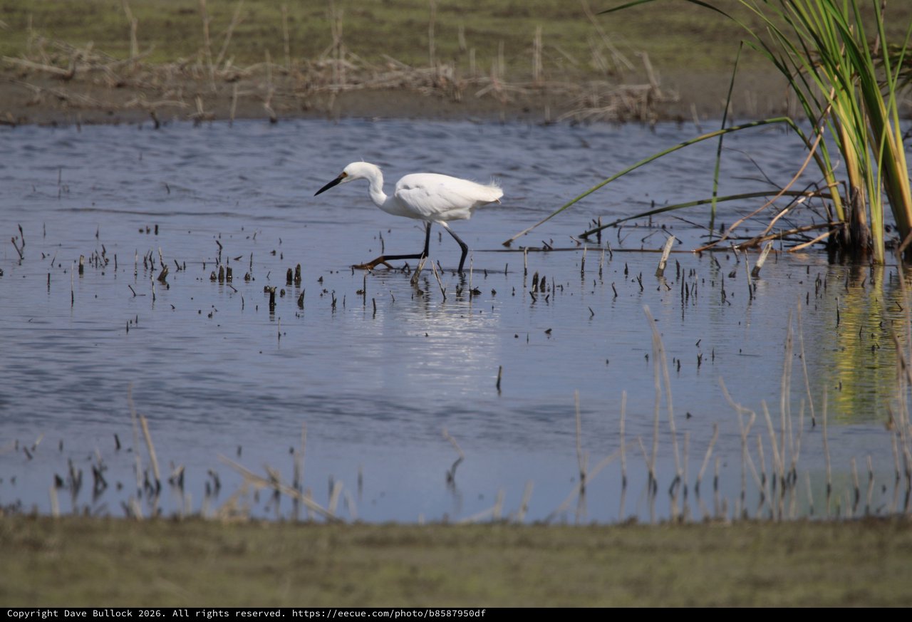 Little Egret Foraging in Flooded Rice Field Wetlands