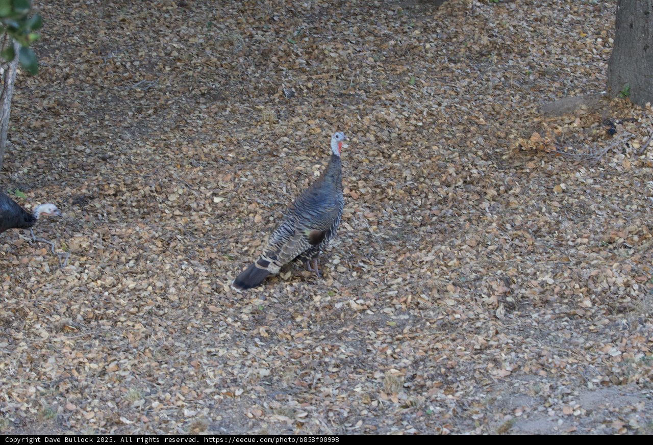 Tranquil Turkey at Carmel Valley Ranch