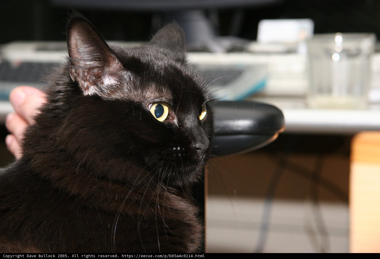 Tech-Savvy Feline