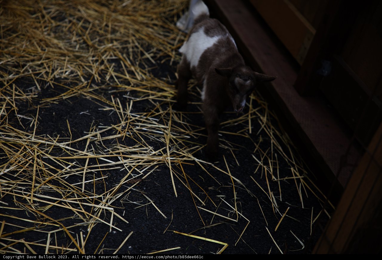 The Roaming Goat of Half Moon Bay