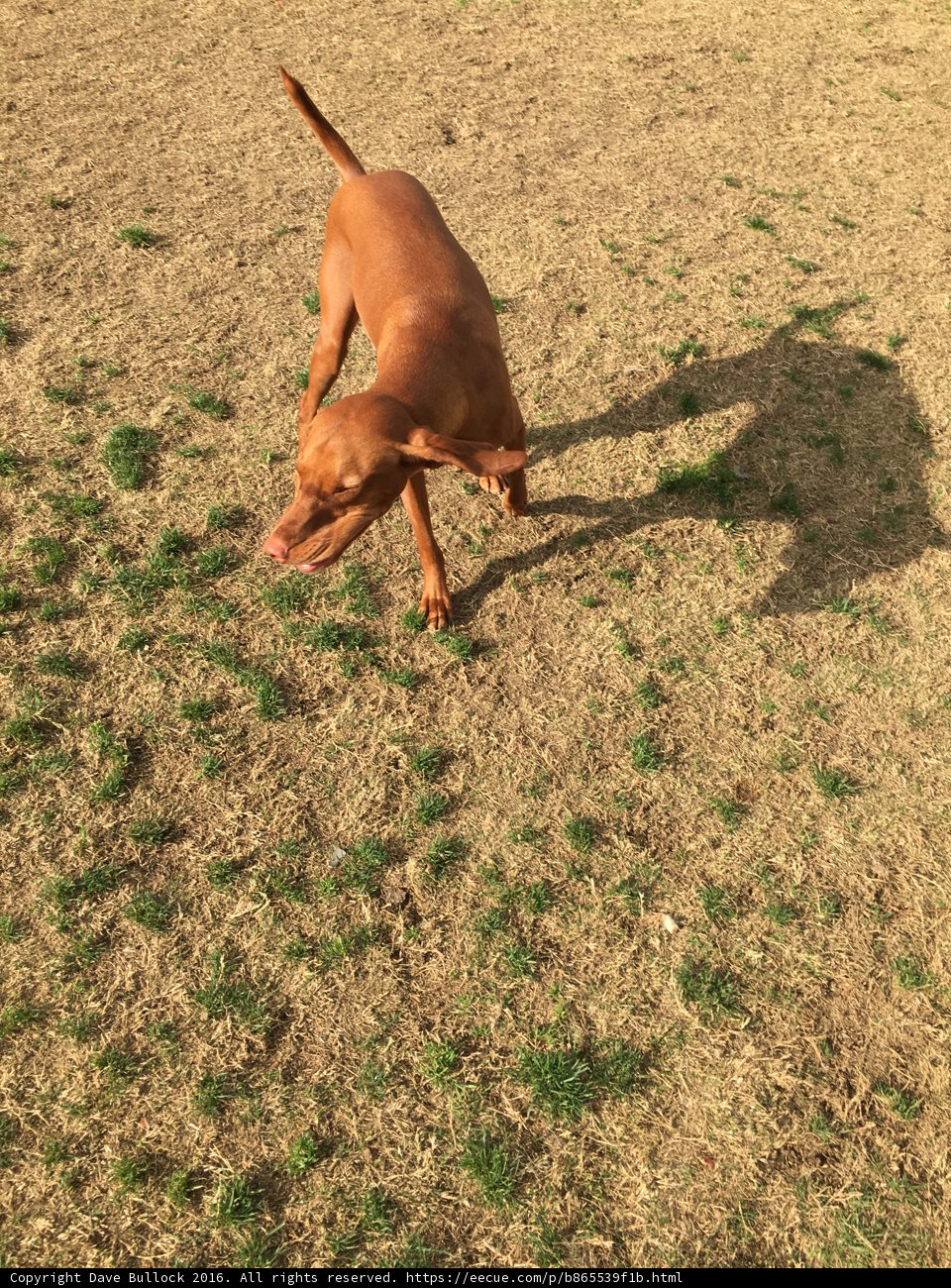 Vizsla Puppy Playing Ball in the Grass