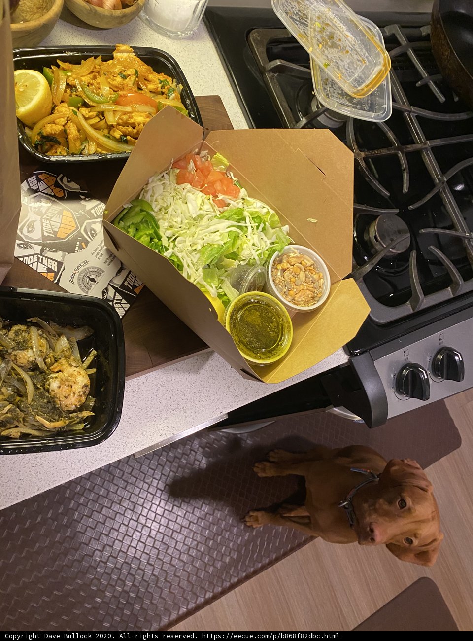 A Canine's Lunchtime Dilemma