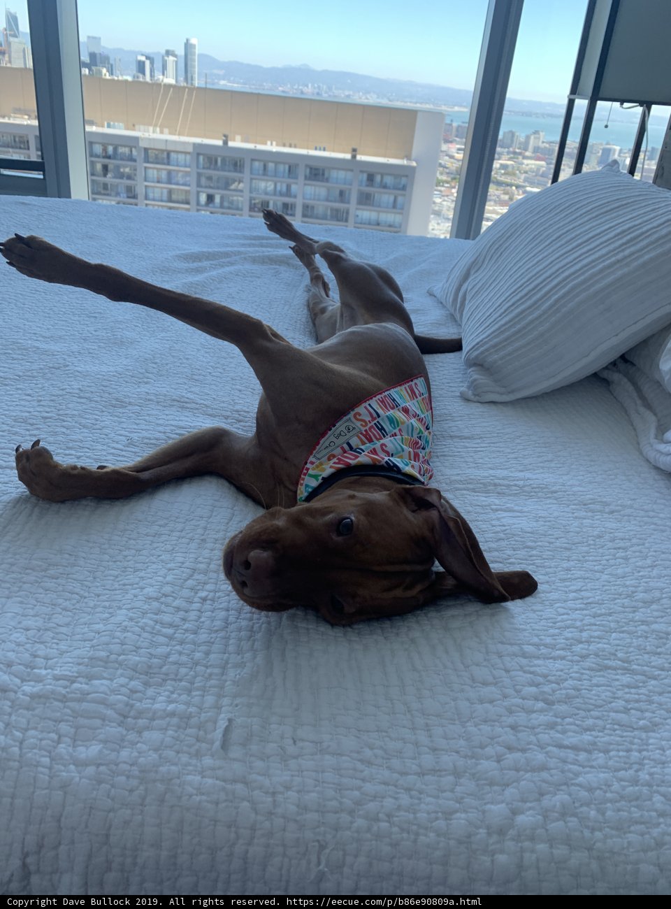 Urban Canine Comfort