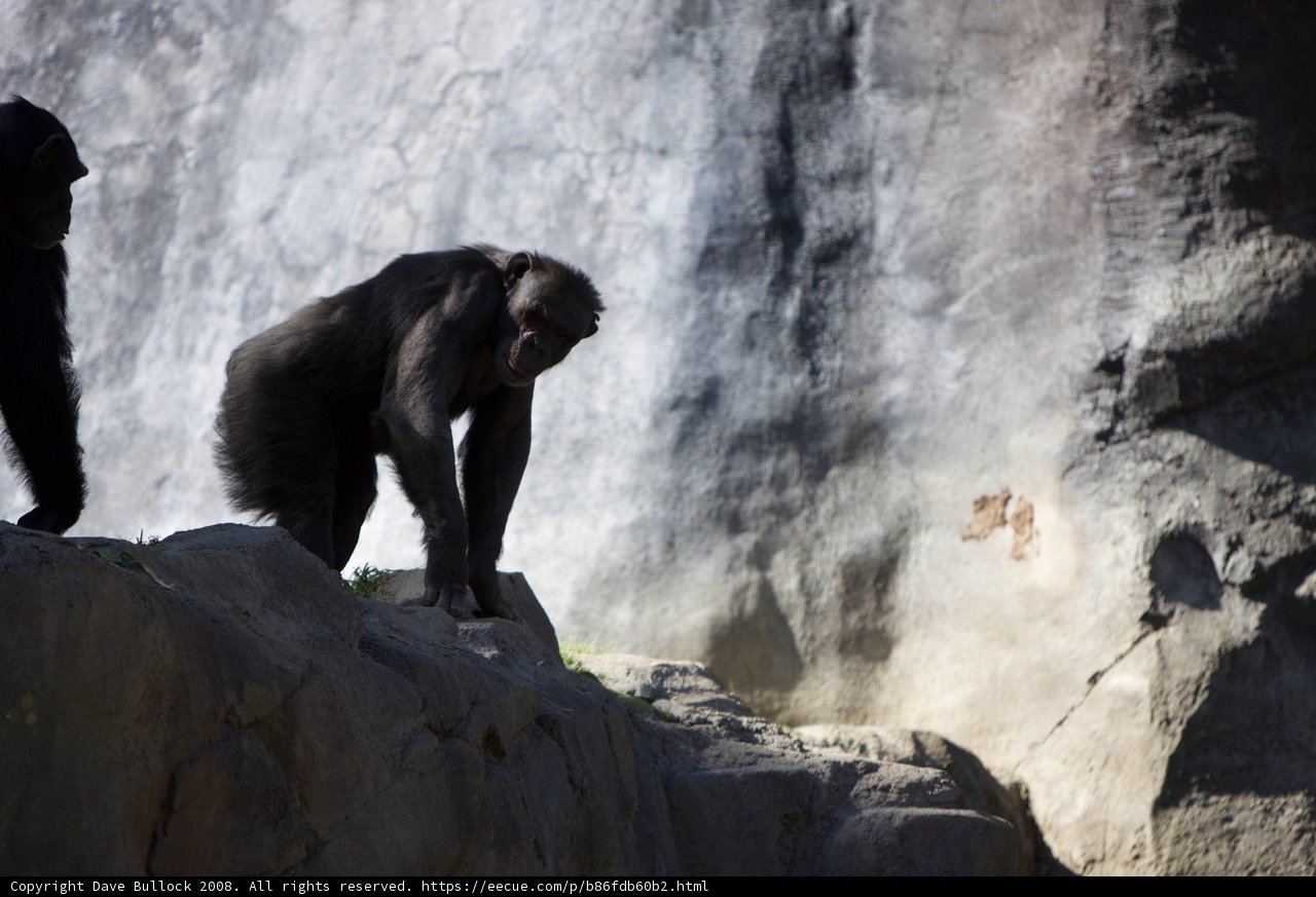 Monkeying Around on the Rocks
