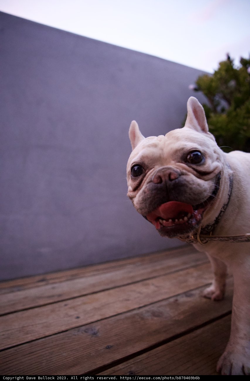 A Bulldog's Day Out in LA, 2023