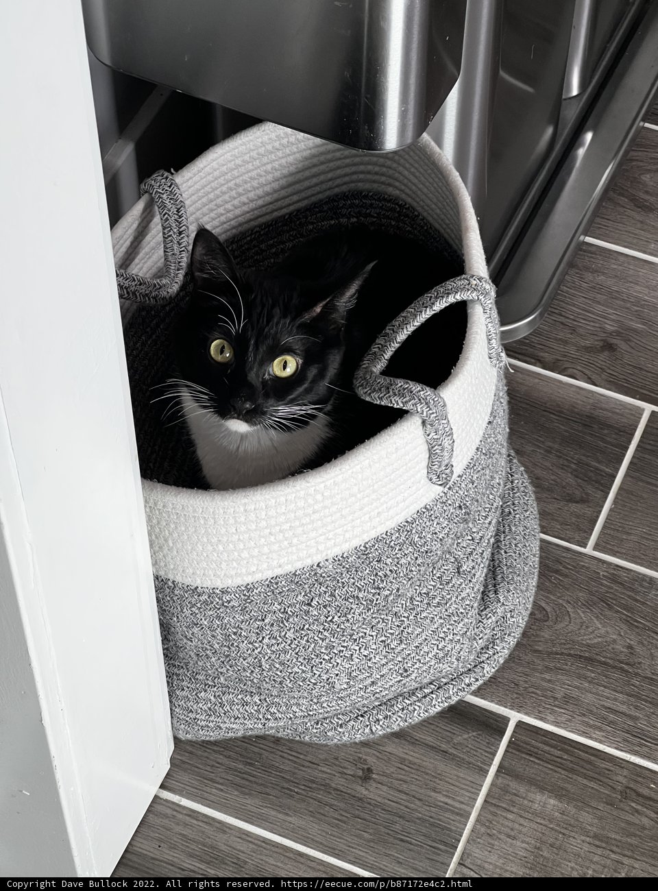 Cozy Kitty