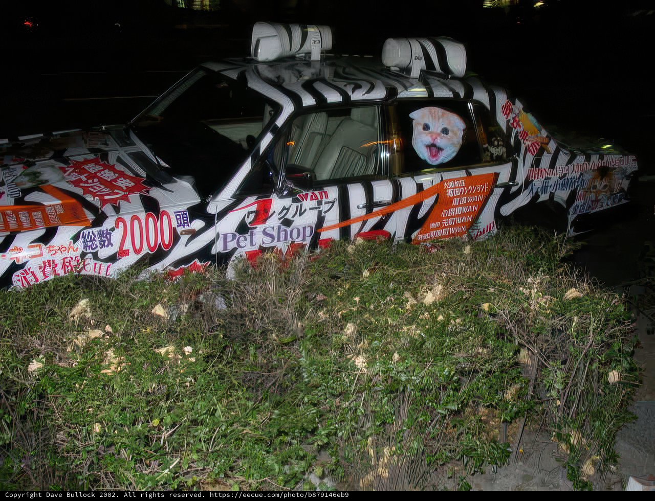 Wild Ride