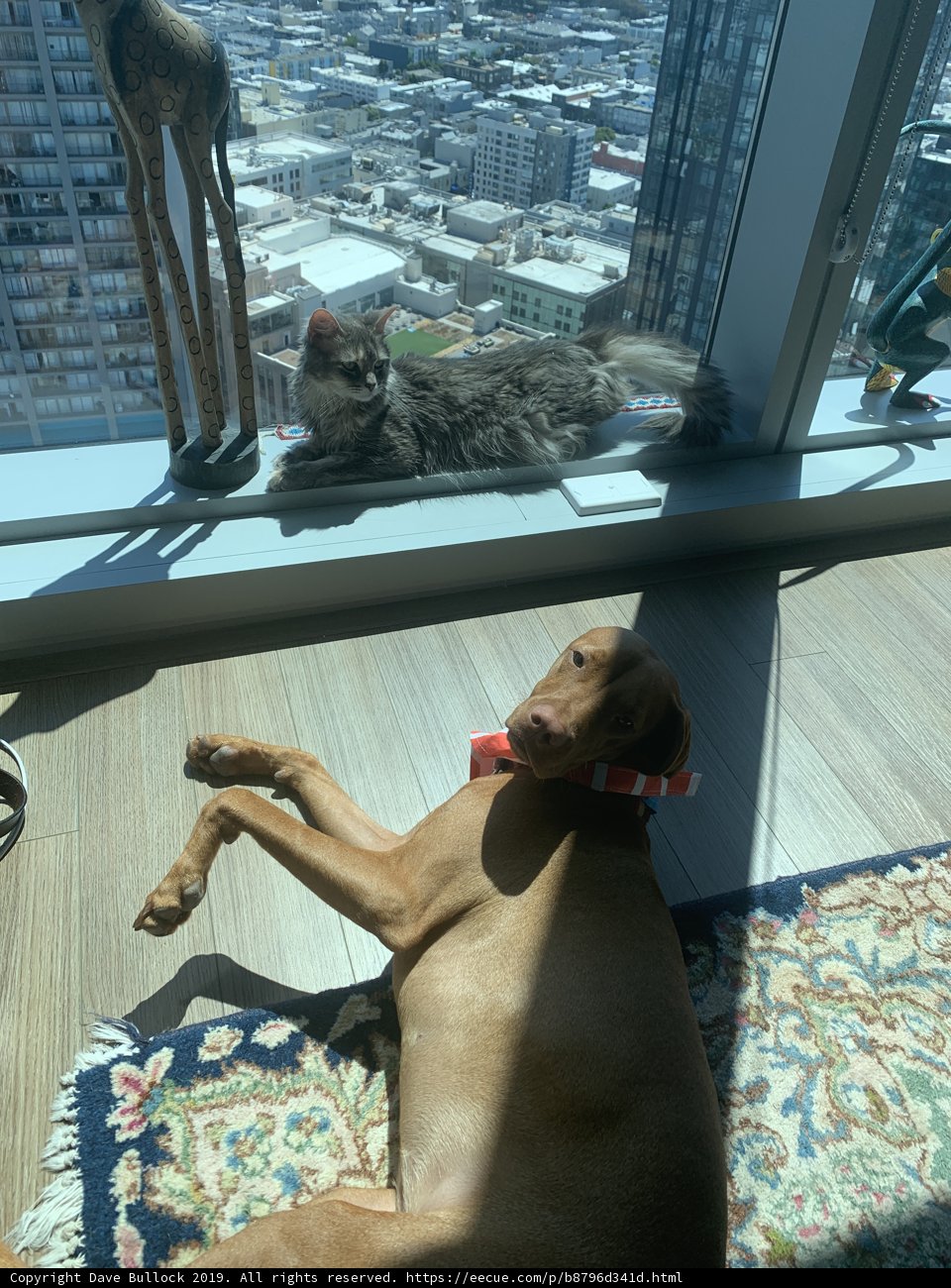 Urban Pals