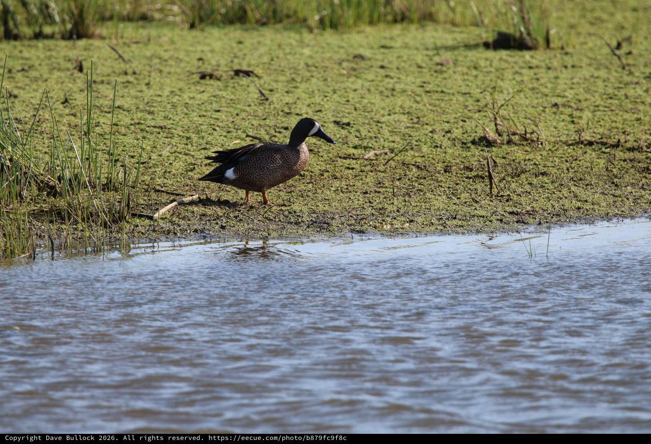Blue-winged Teal Duck in Wetland Habitat