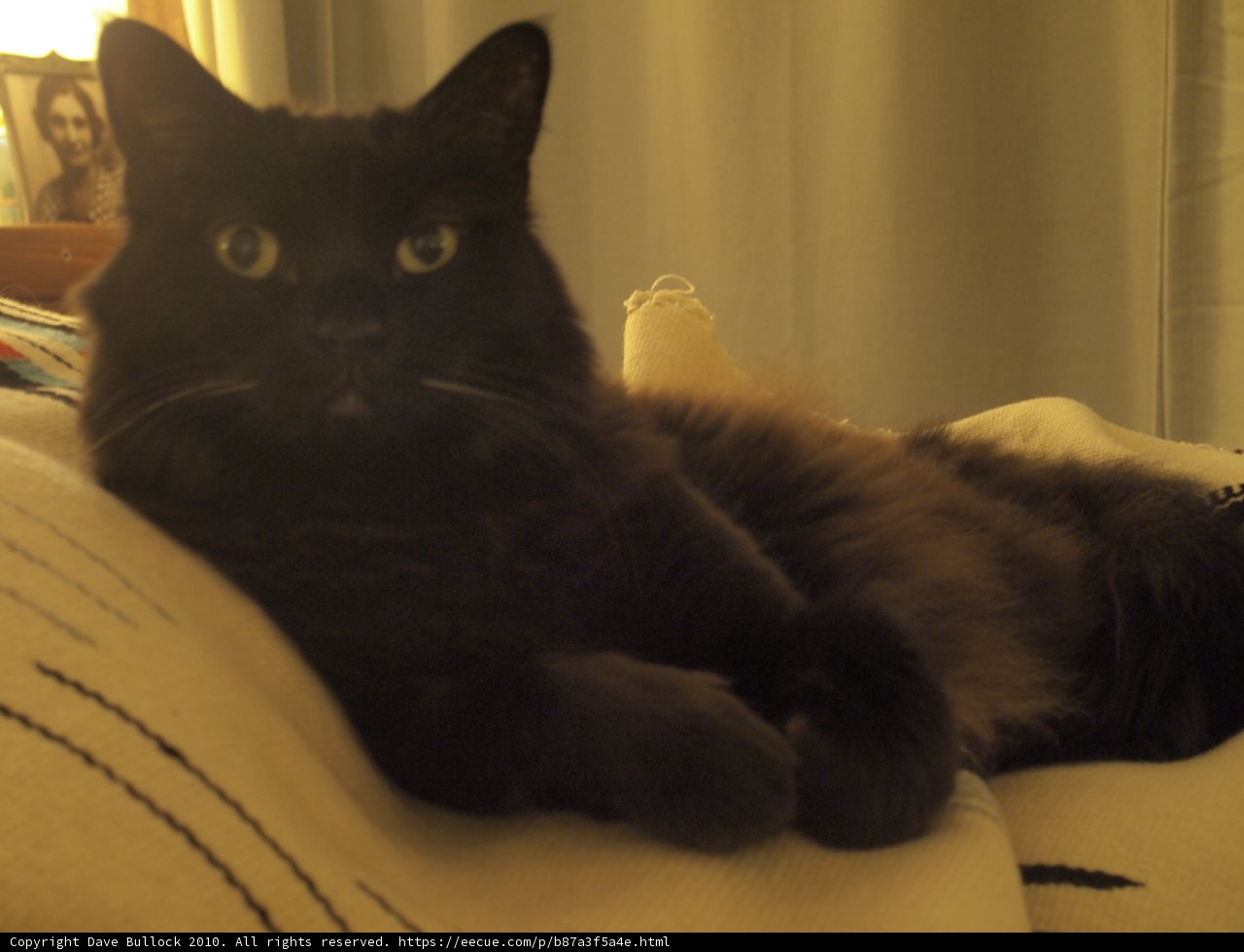 Feline Relaxation