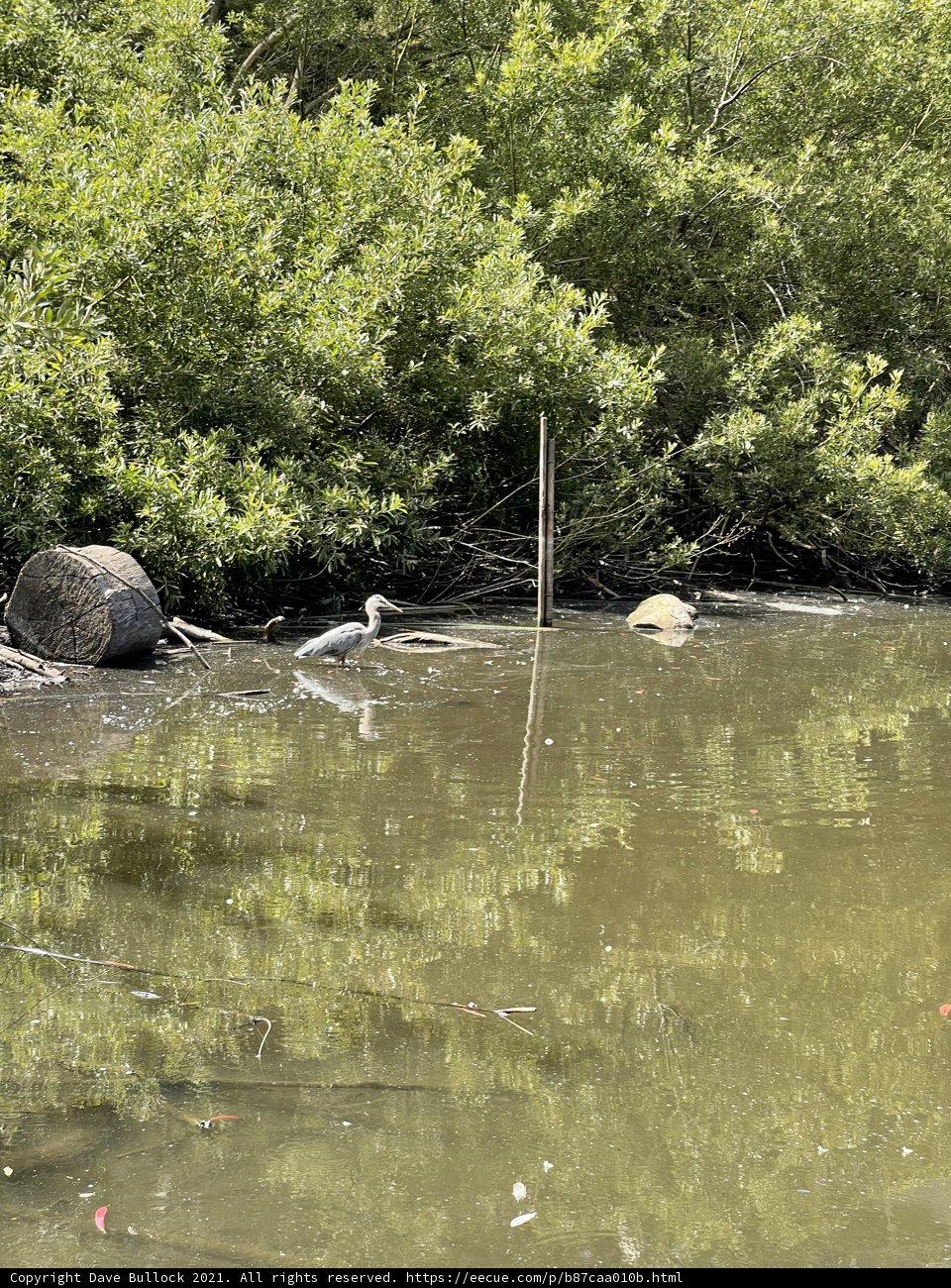 Waterfowl on the Rocks