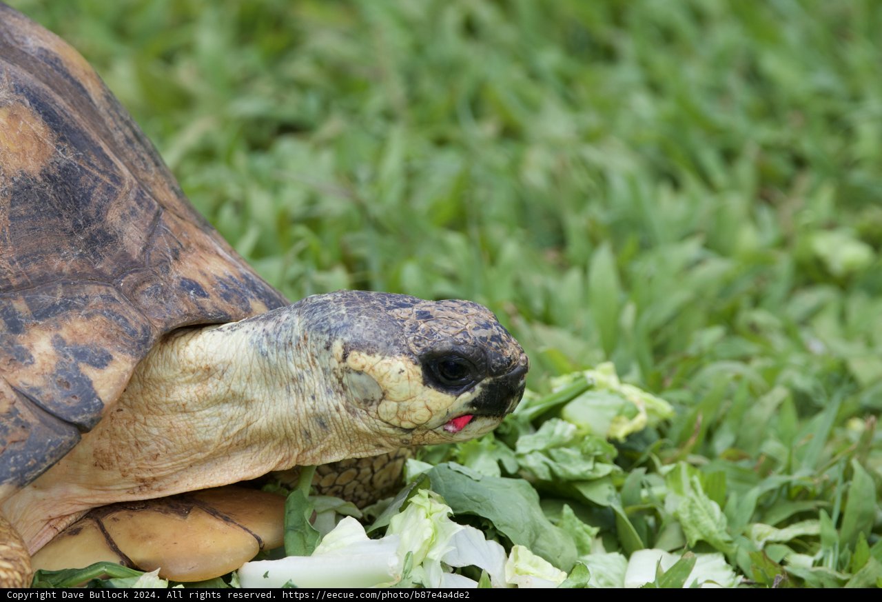 Grazing Tortoise at Honolulu Zoo