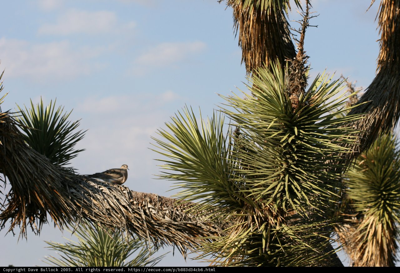 Perched on a Palm Tree