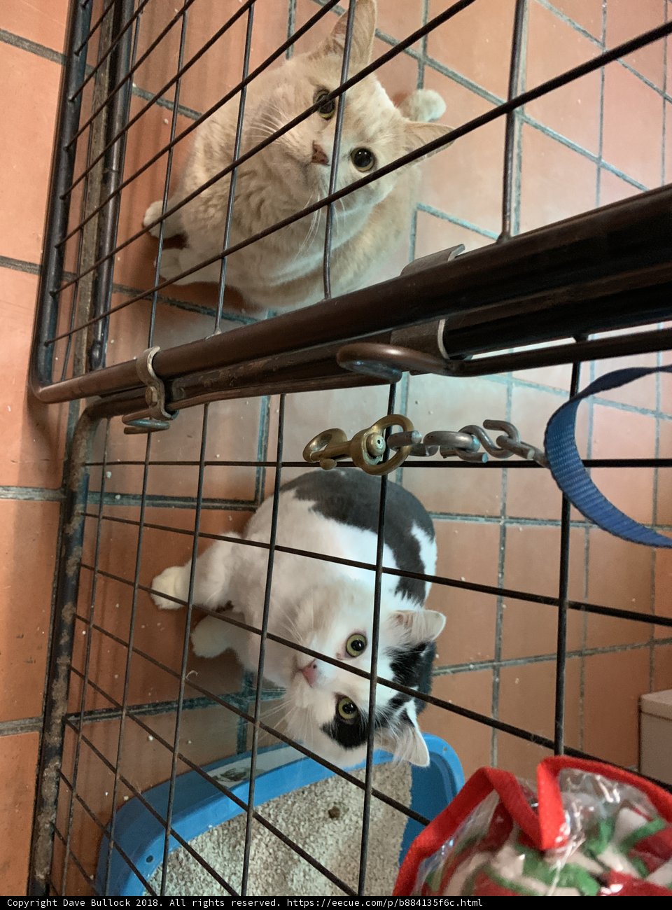 Feline Captives