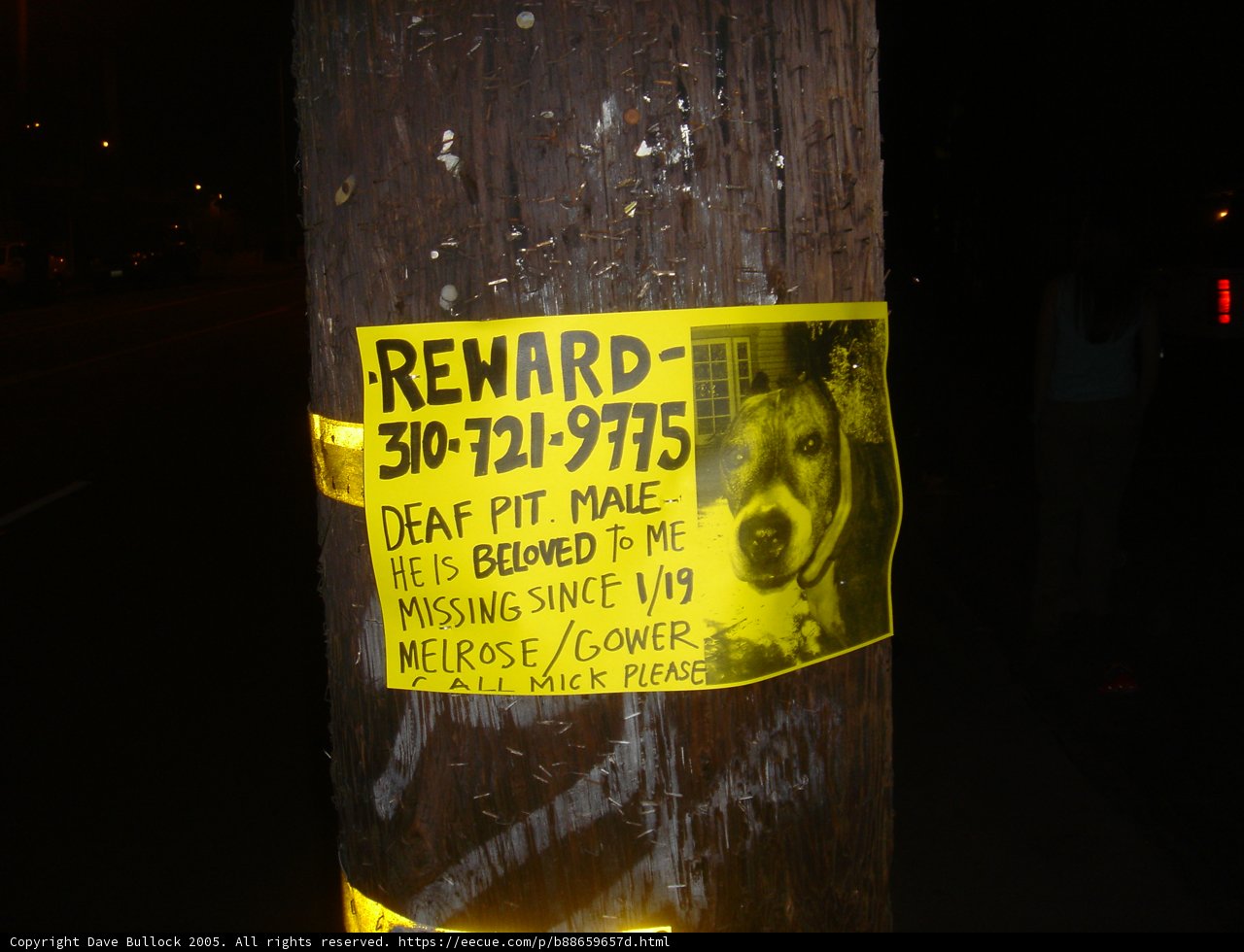 Canine Advertisement