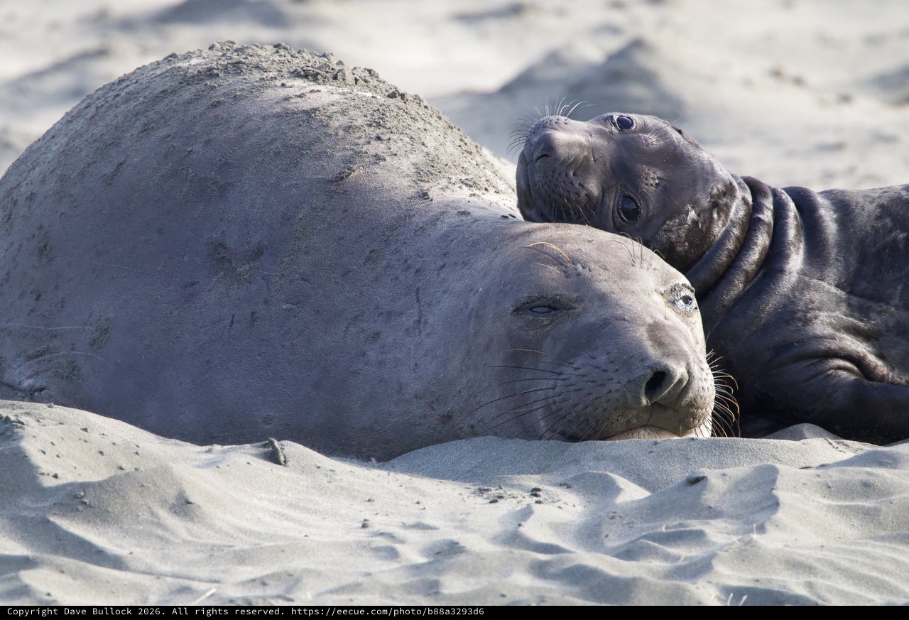 Elephant Seal Mother and Pup Resting on Sandy Beach