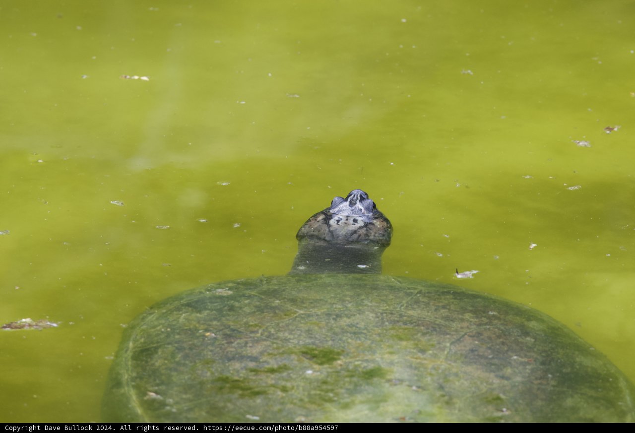 Serene Gaze: Turtle in the Pond
