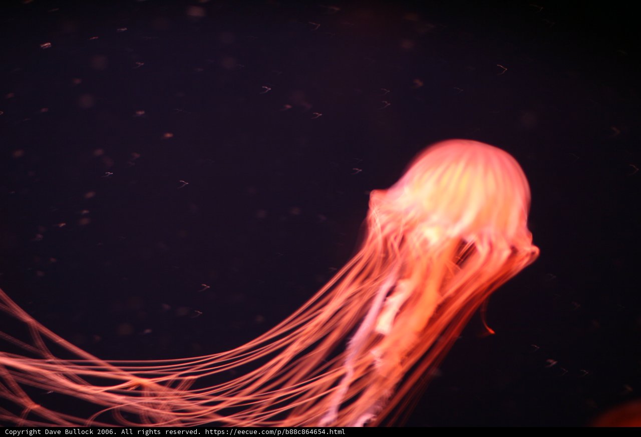 Sea Life at its Finest