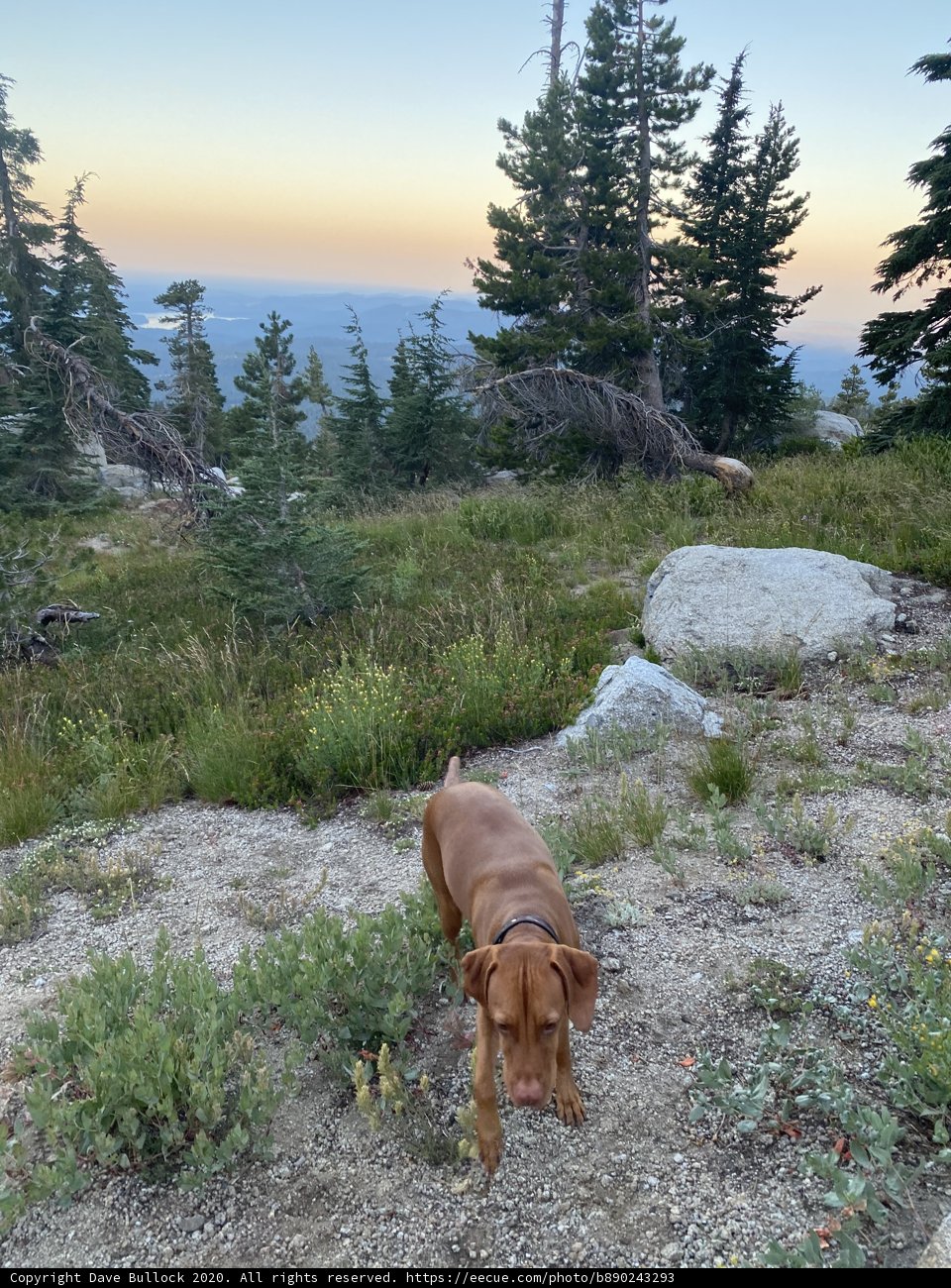 Canine Adventure in Desolation Wilderness