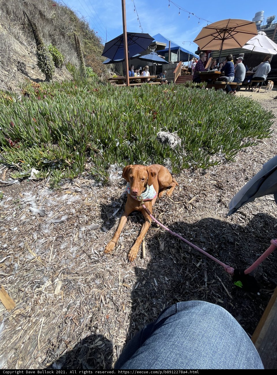 Picnic Pooch