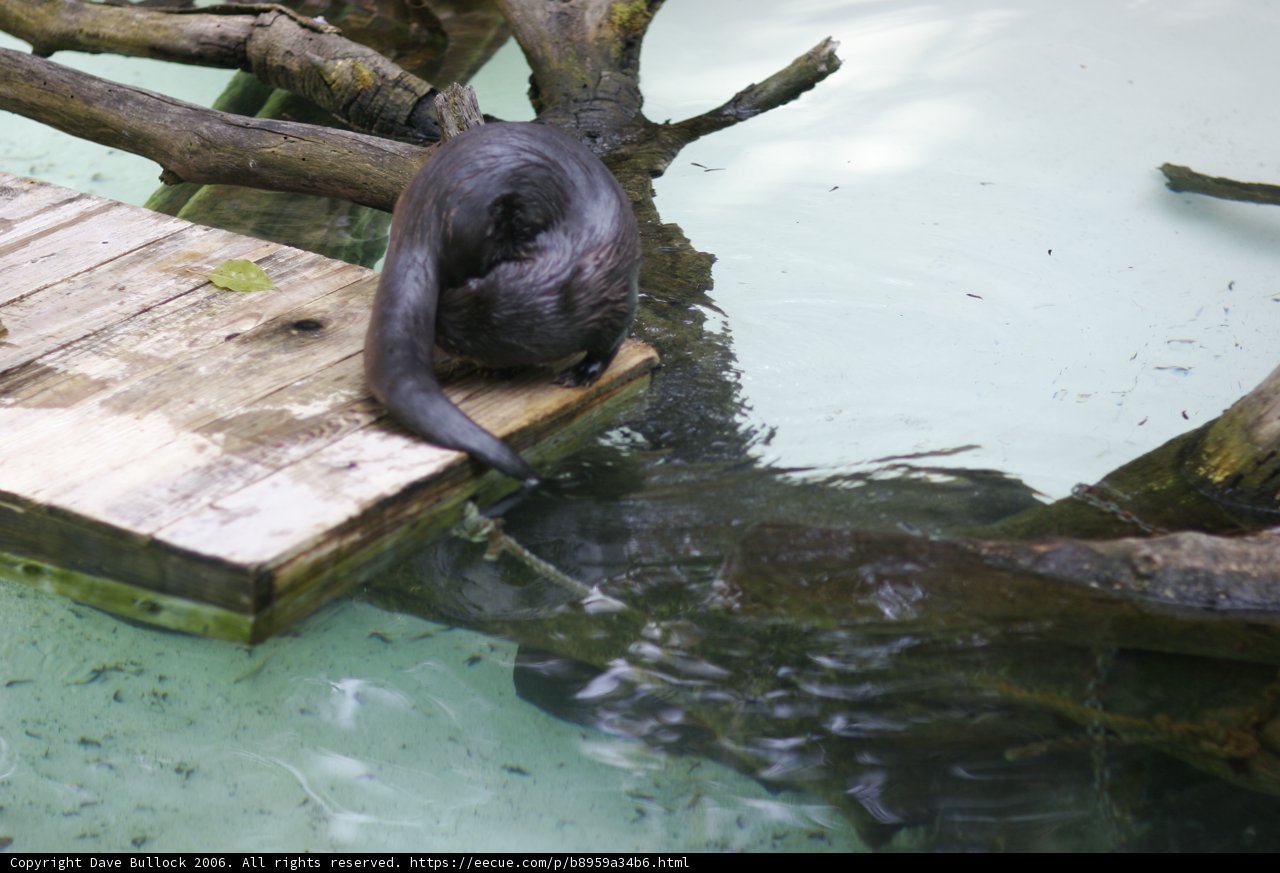 Black Otter Enjoying the Wooden Platform