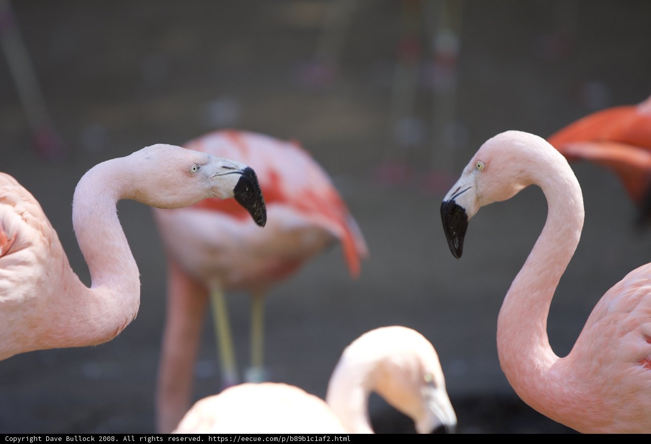 Flock of Flamingos