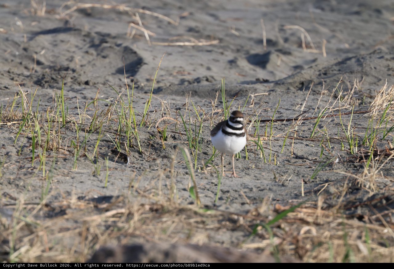 Killdeer Standing in Muddy Field with Sparse Grass