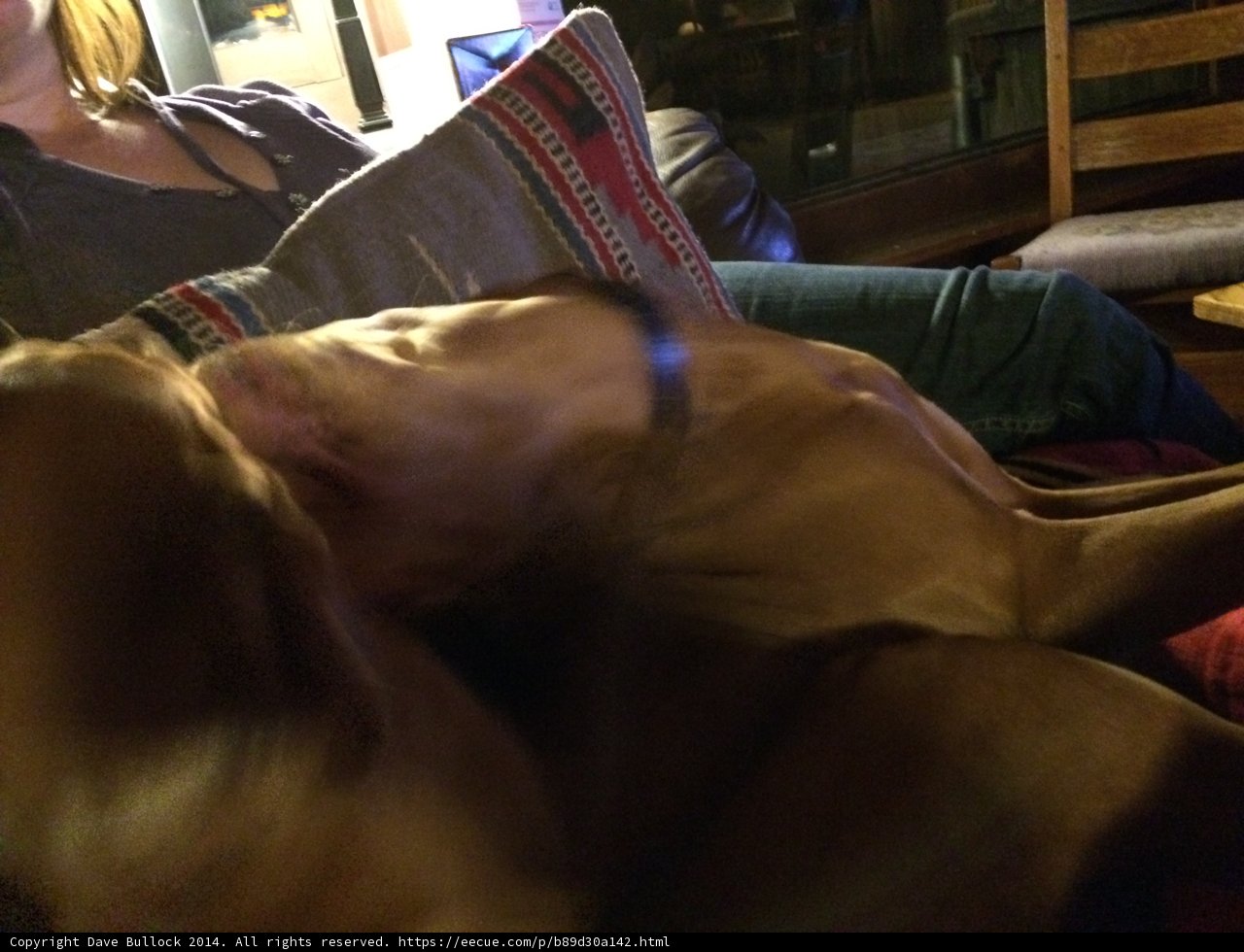 Comfy Canine Companion