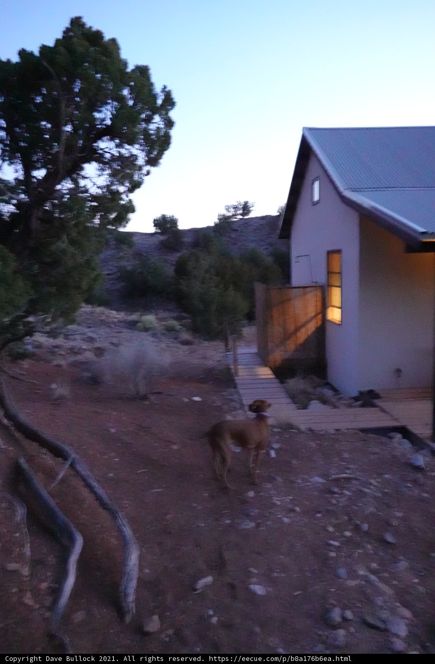 Canine at Dusk