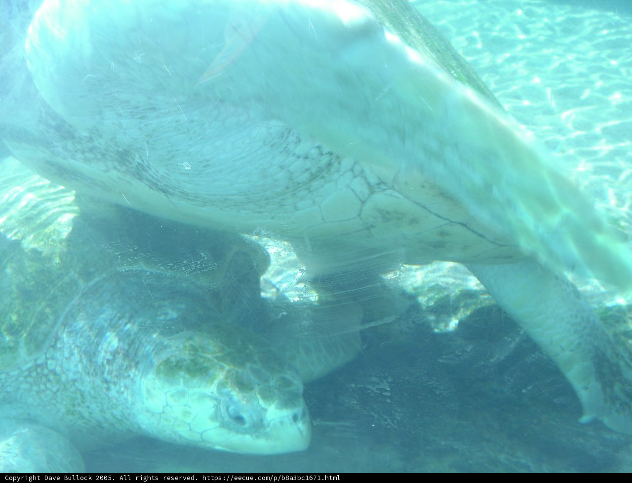Graceful Sea Turtle in its Habitat