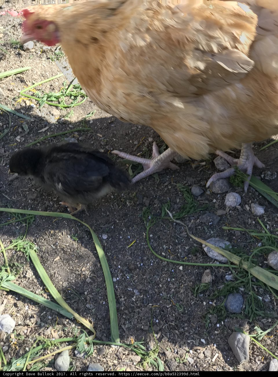 Mother Hen and Her Chick