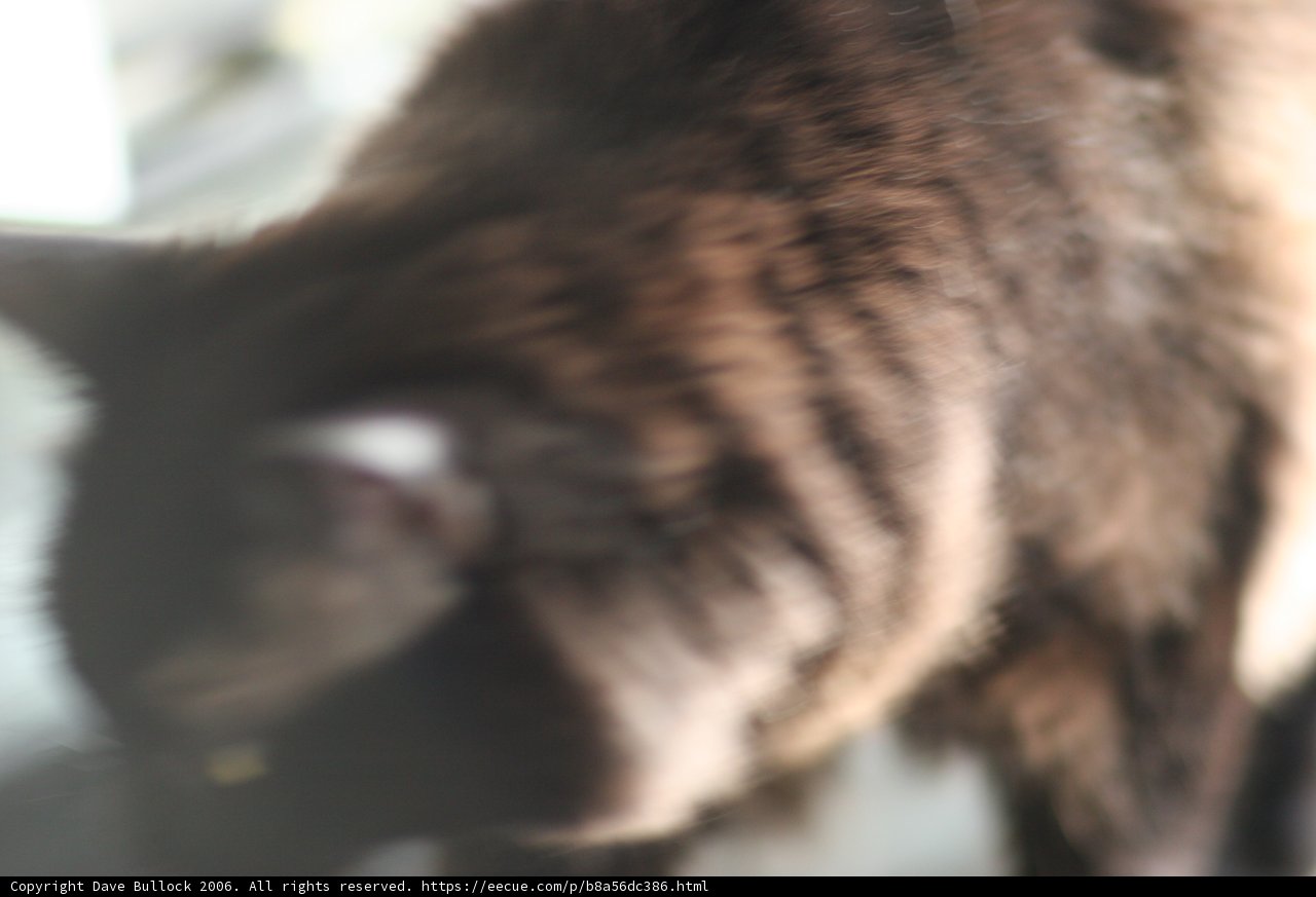 Furry Feline Friend