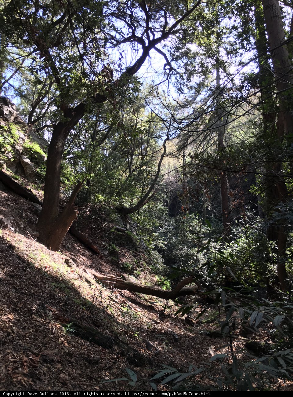 Into the Wild