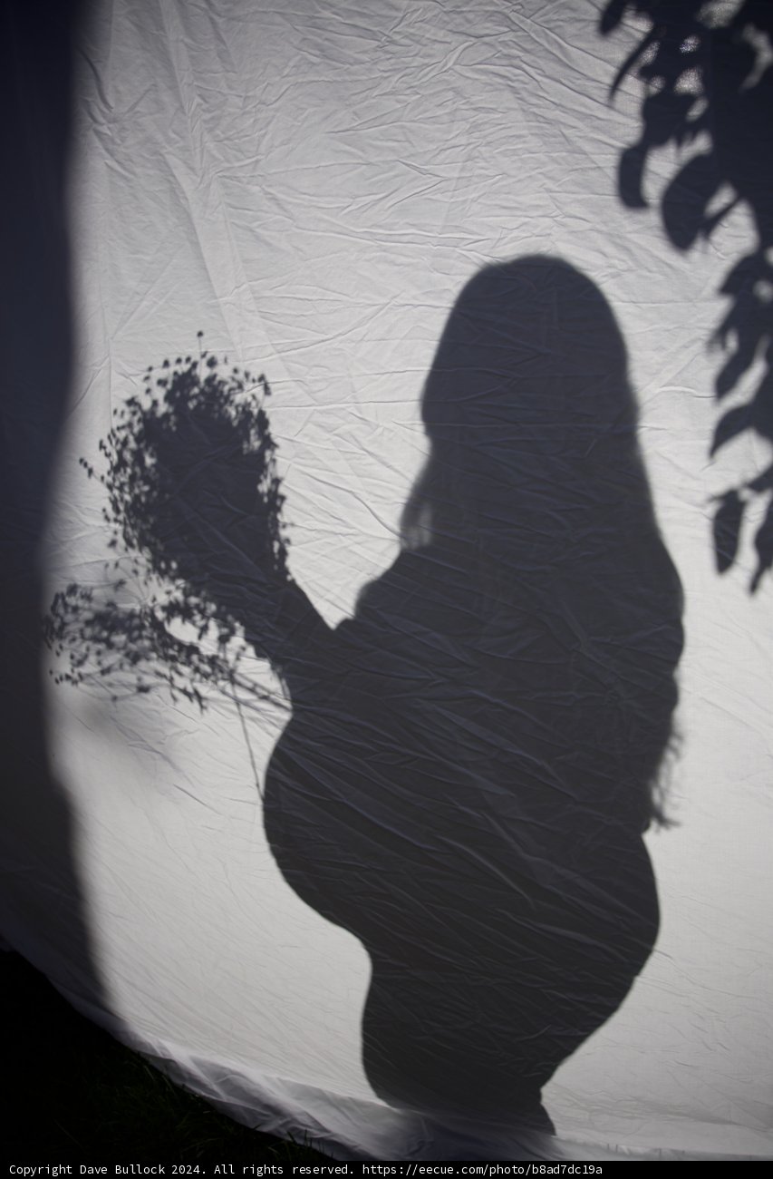 Shadowed Blossoms
