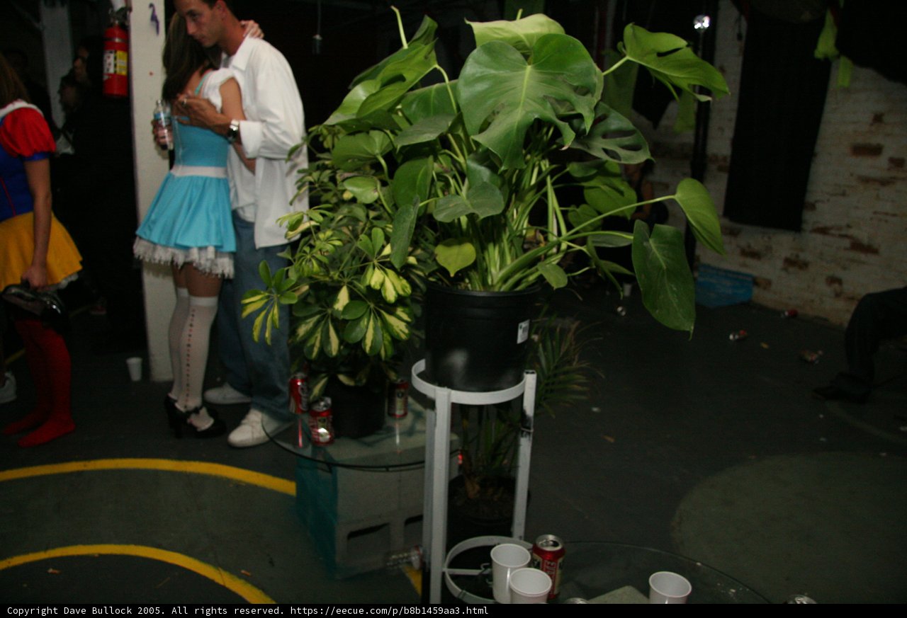 Greenery and Companionship