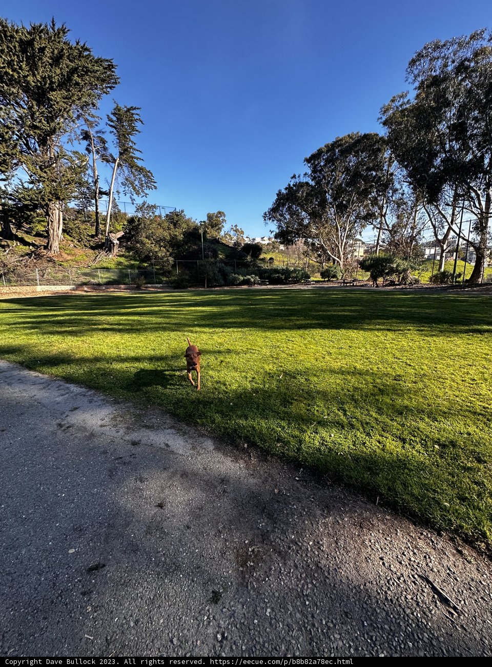 Majestic Pooch in the Park