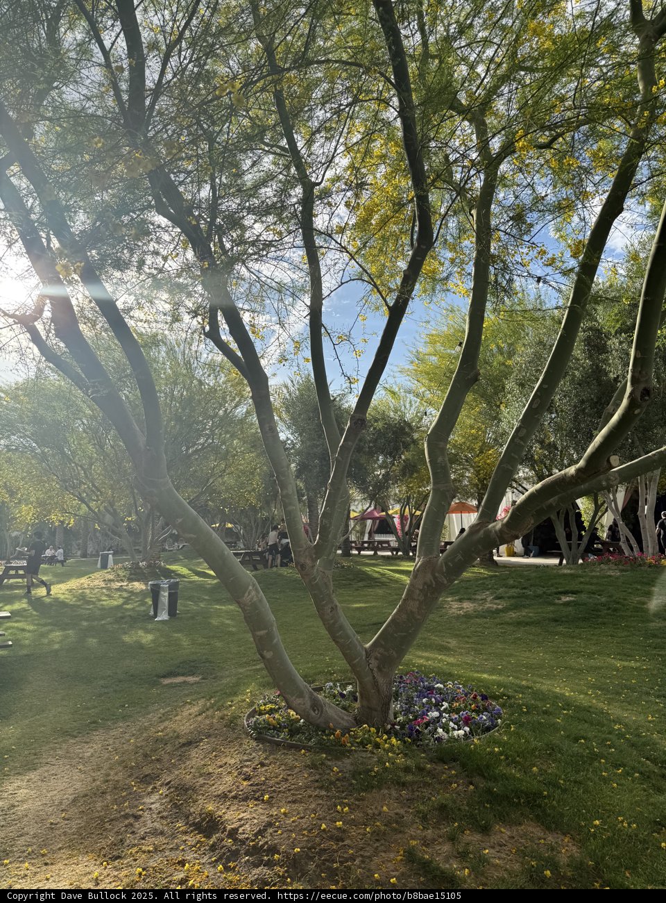 Sun-Kissed Serenity at Empire Polo Club