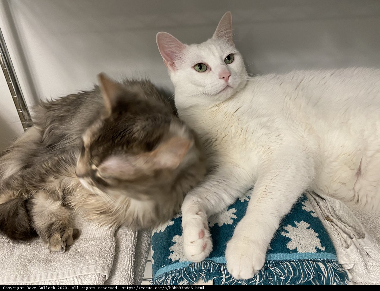Double Trouble: Two White Cats Taking Over the Pillow
