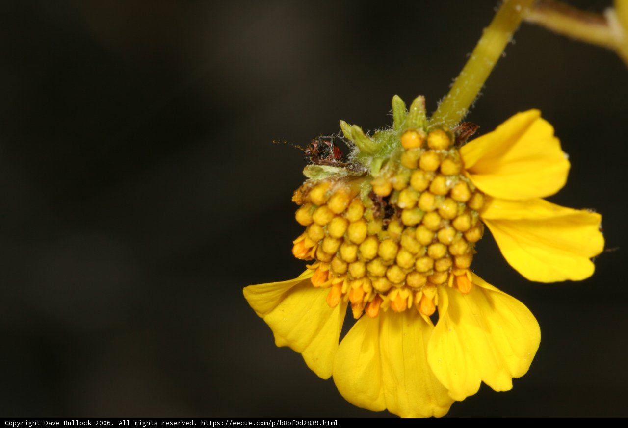 Busy Bee on a Daisy