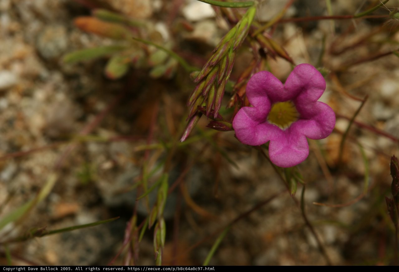 The Vibrant Purple Geranium
