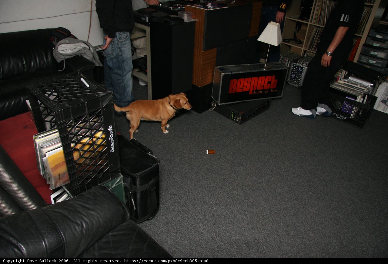 Furry Friend in the Living Room