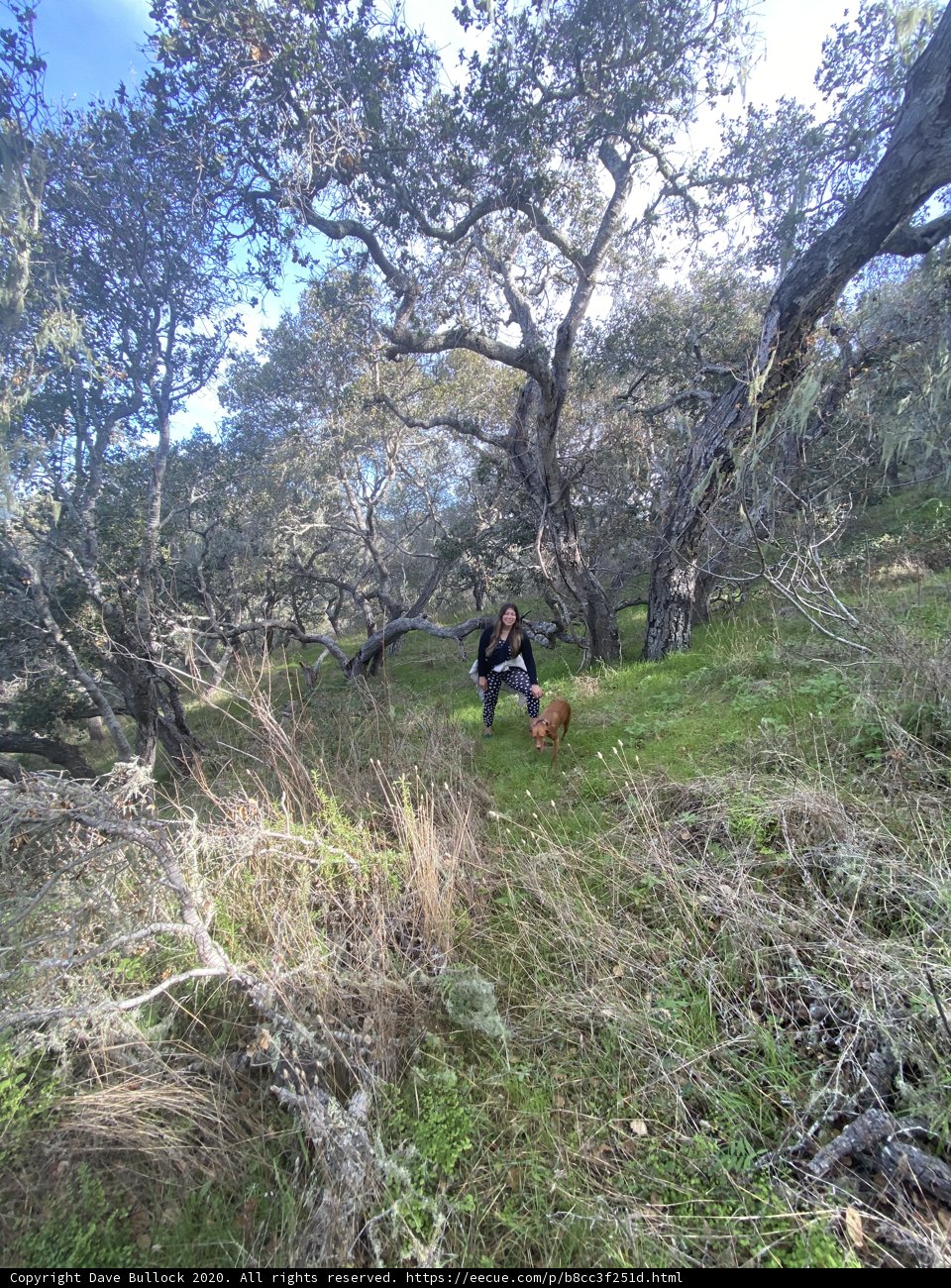Exploring the Woodlands
