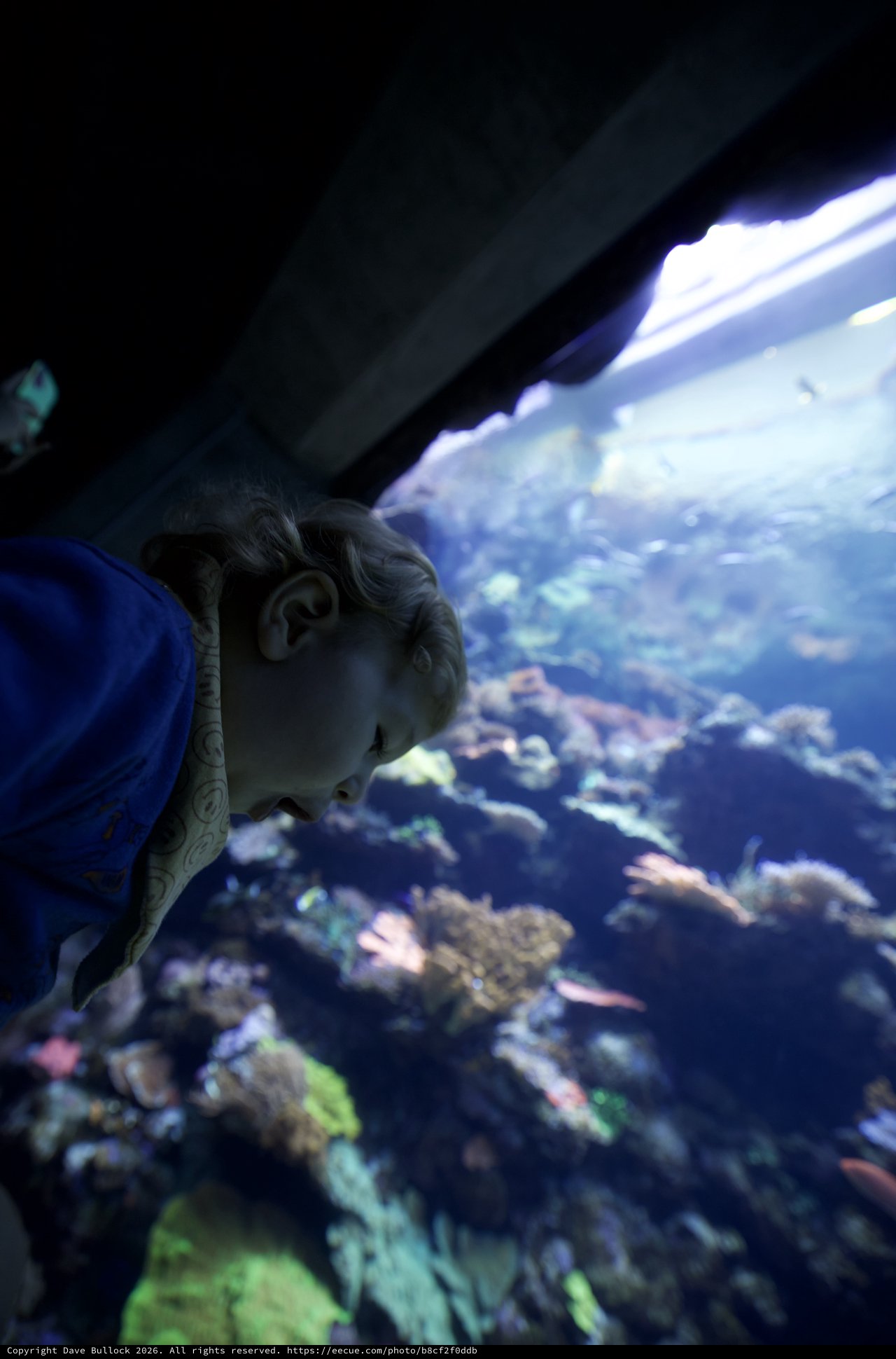 Child Mesmerized by Coral Reef at Aquarium