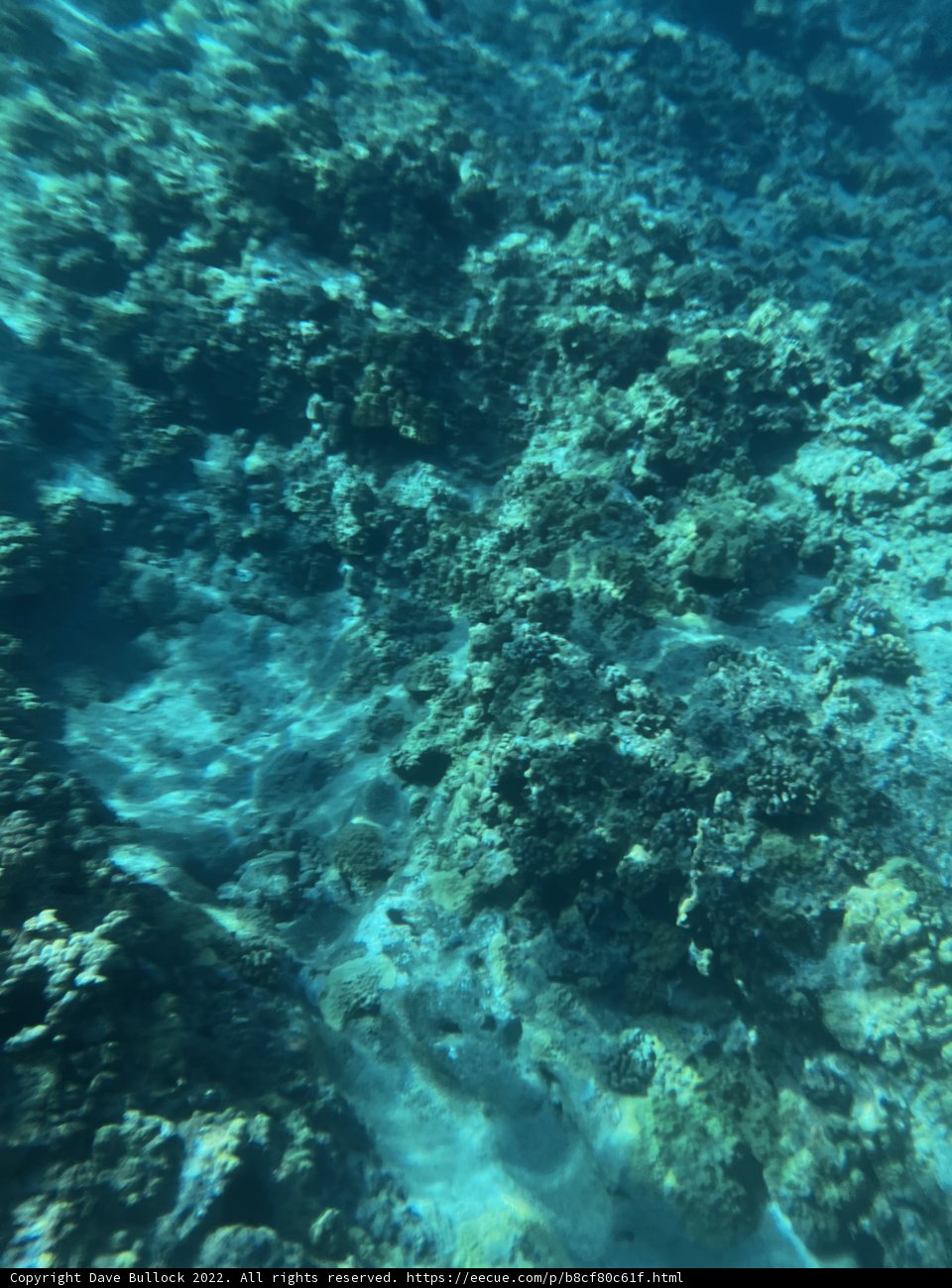 Vibrant Life in the Alalakeiki Channel