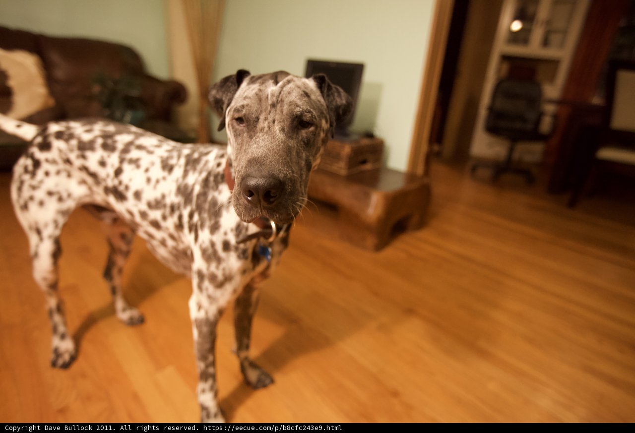 Paw-some Hardwood Floors