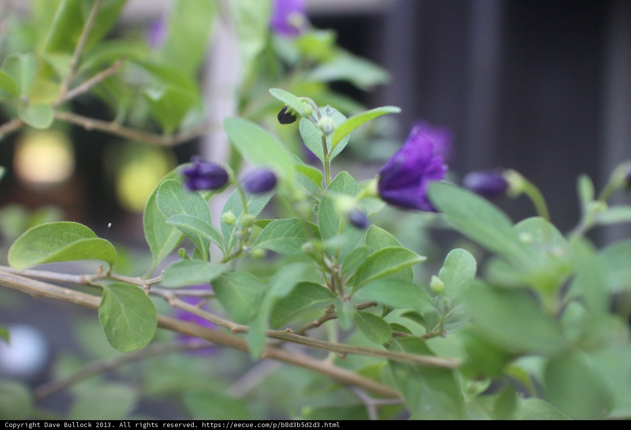 Geranium and Bug