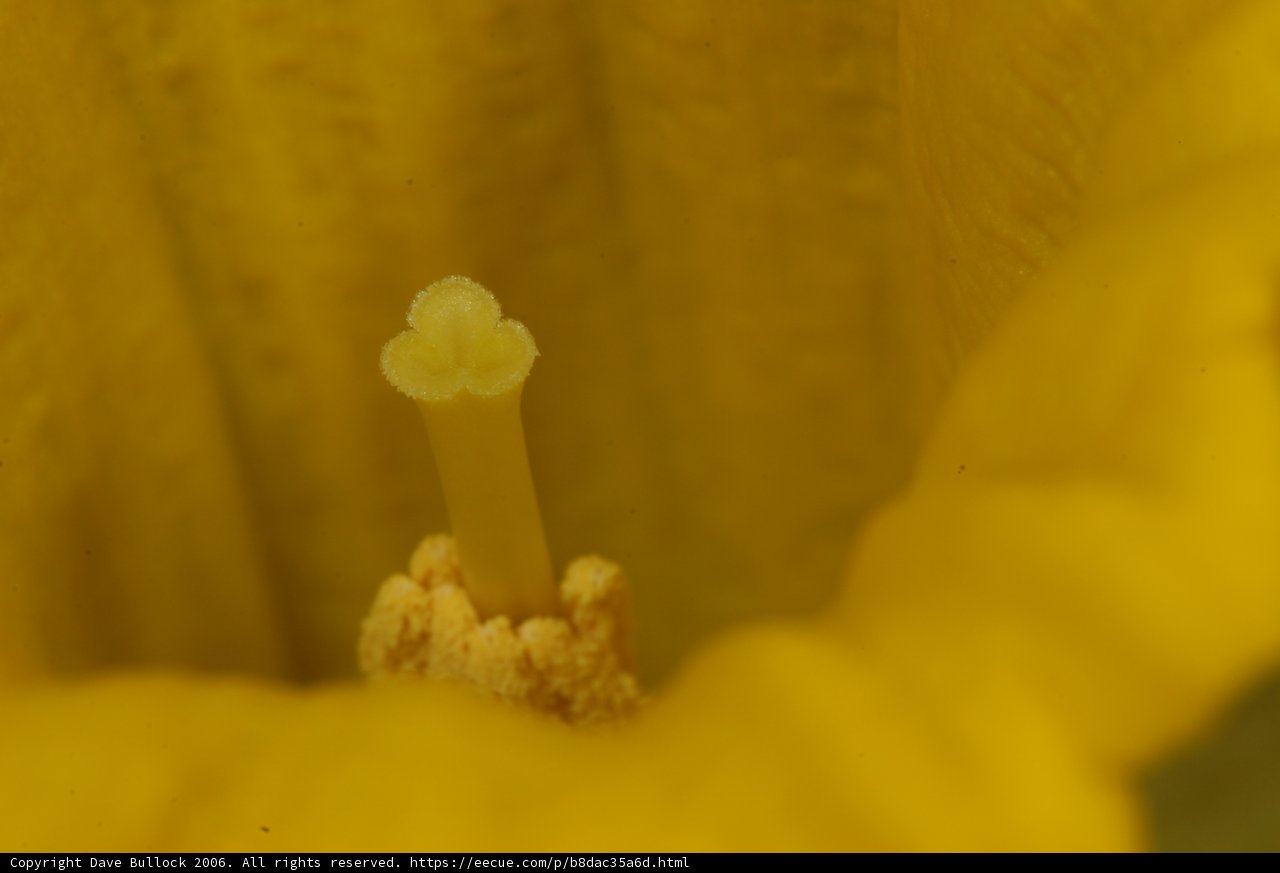 Inside the Yellow Flower