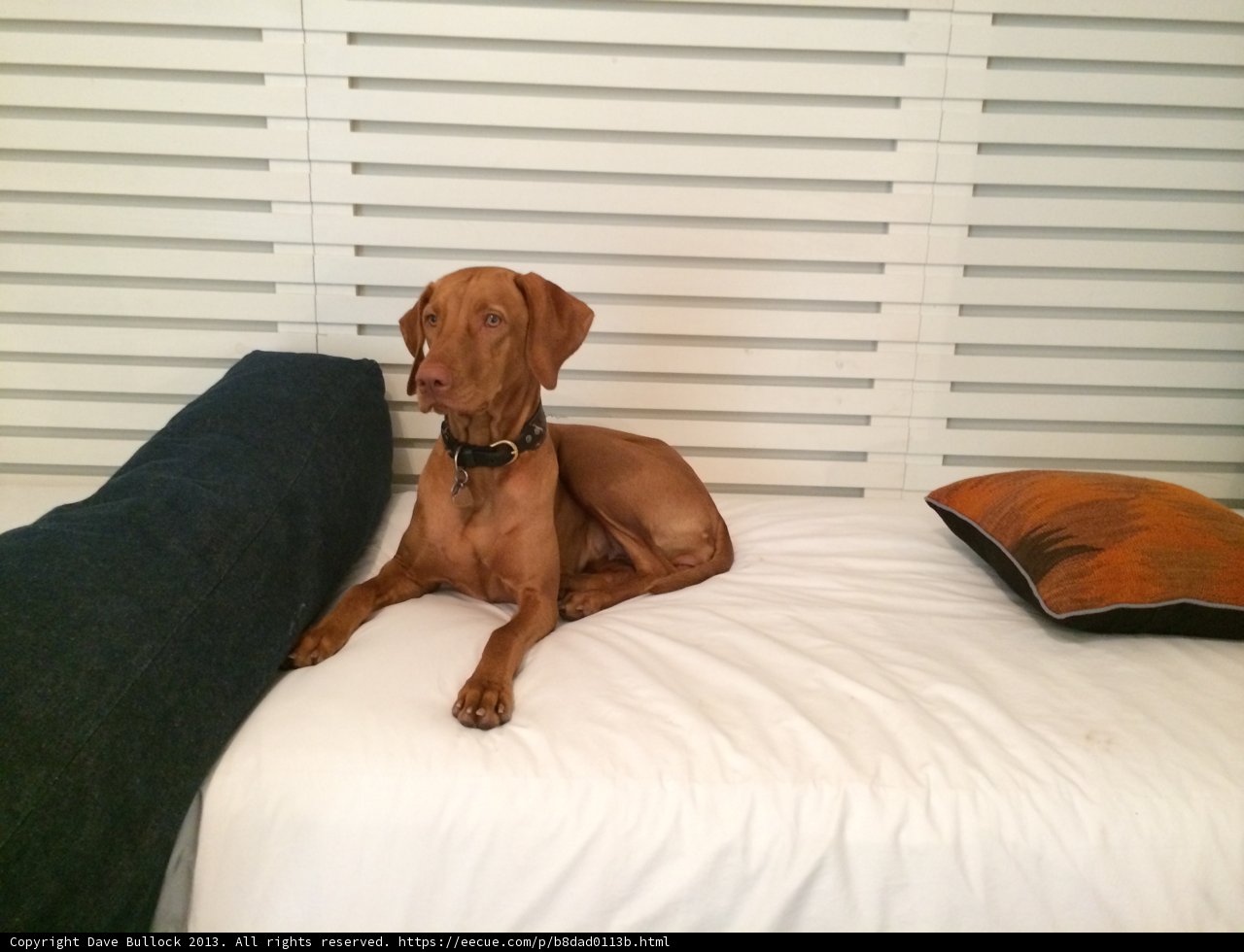 Cozy Canine on a Cushion