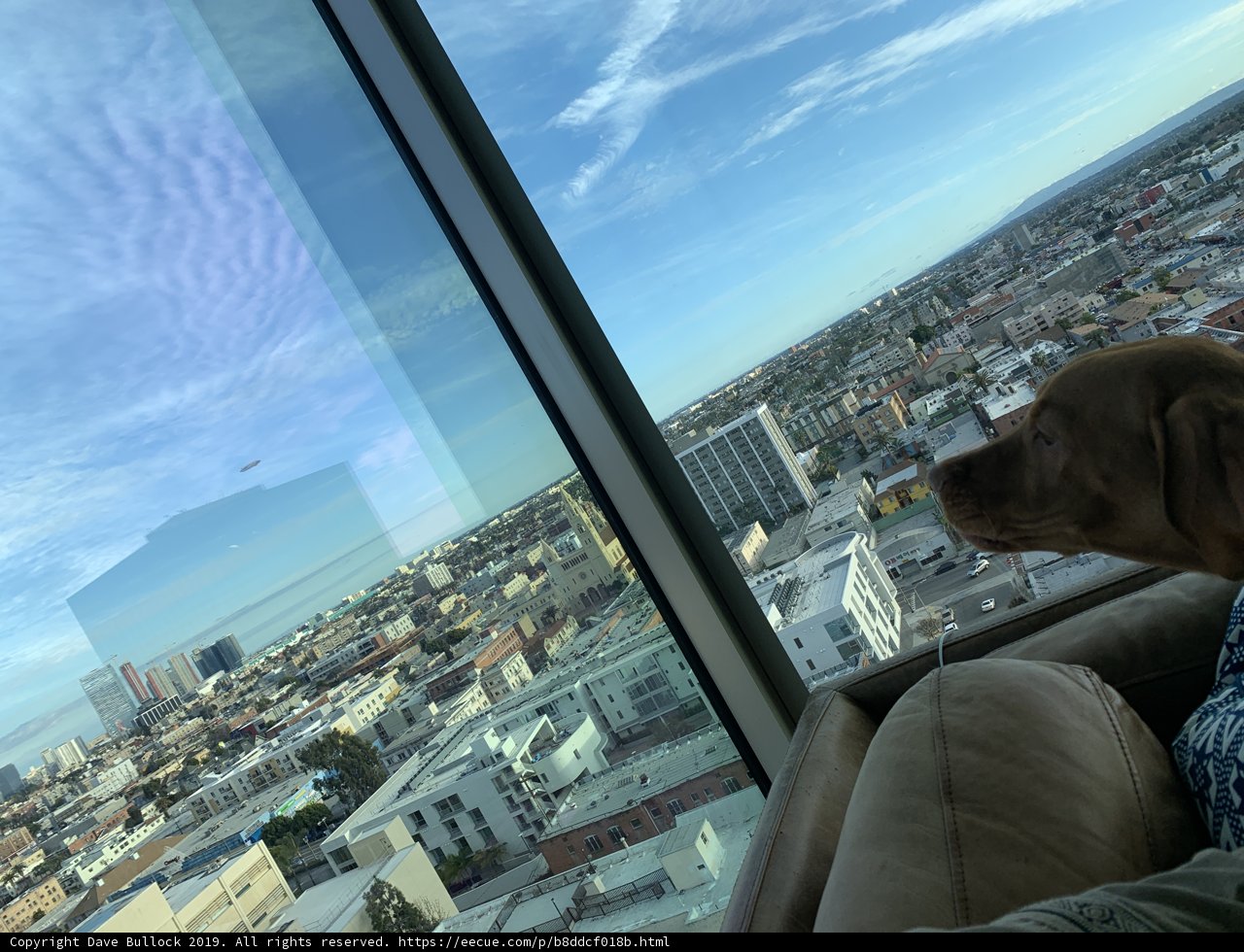 Urban Pooch Gazing Out the Window