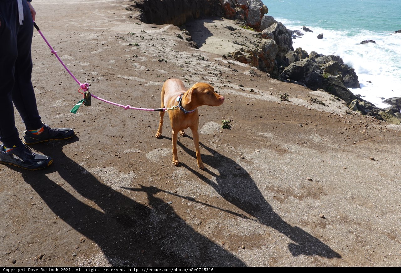 Beach Adventure with Man's Best Friend